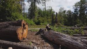 How Our Tree Care Process Works  in  Philipsburg, MT